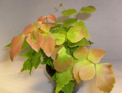 Adiantum macrophyllum Peaches N Cream